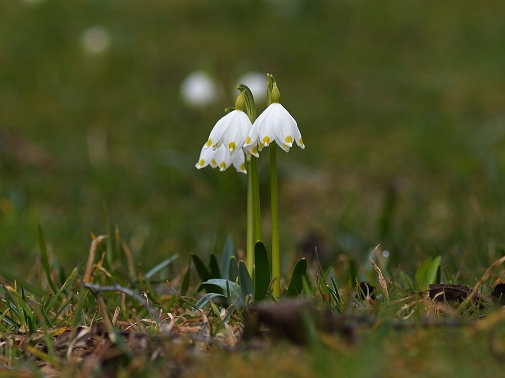 Drei Frühlingsschirme