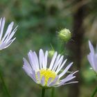 Drei Gänseblümchen