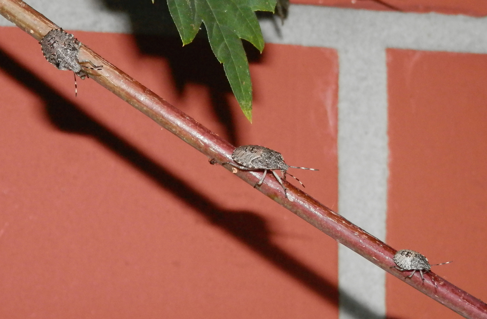 Drei Gartenwanzen-Larven (Rhaphigaster nebulosa) auf Wildem Wein