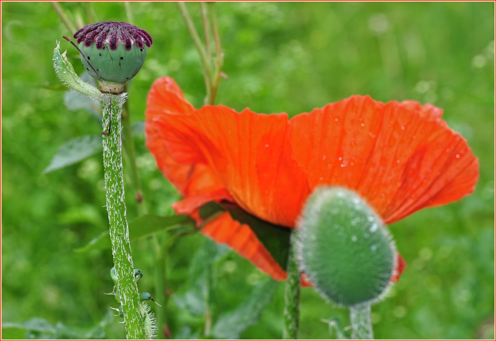 DREI GENERATIONEN GEBURT-BLÜTE-REIFE