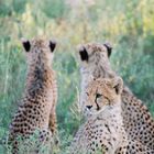 Drei Gepardenkinder im Thornybush Wildreservat