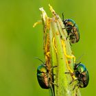 Drei Gipfelstürmer - Seidiger Fallkäfer