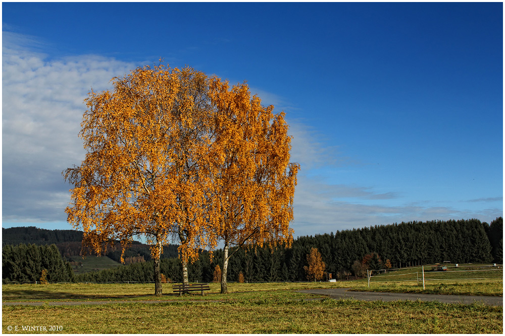 DREI GOLDENE BIRKEN