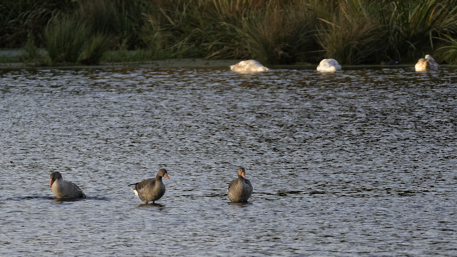 Drei graue Grazien im gänsebeintiefen Wasser