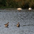 Drei graue Grazien im gänsebeintiefen Wasser