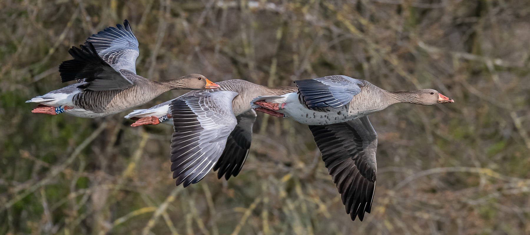 Drei Graugänse im Flug