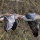 Drei Graugänse im Flug