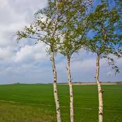 Drei Grazien am Feldrand