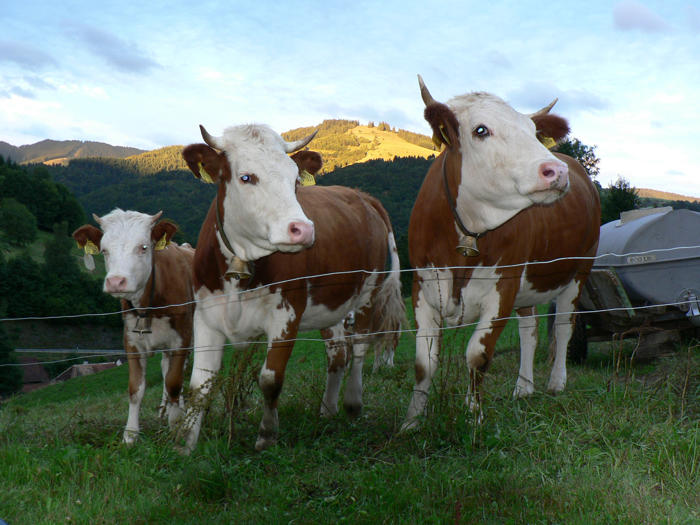 Drei Grazien aus dem Schwarzwald