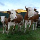 Drei Grazien aus dem Schwarzwald