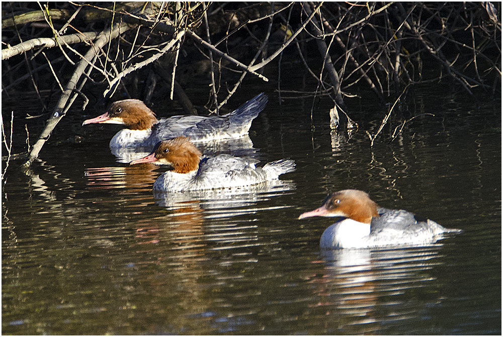 Drei Grazien - Die Wintergäste treffen ein (20) - Gänsesäger (Mergus merganser)