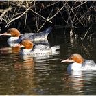 Drei Grazien - Die Wintergäste treffen ein (20) - Gänsesäger (Mergus merganser)