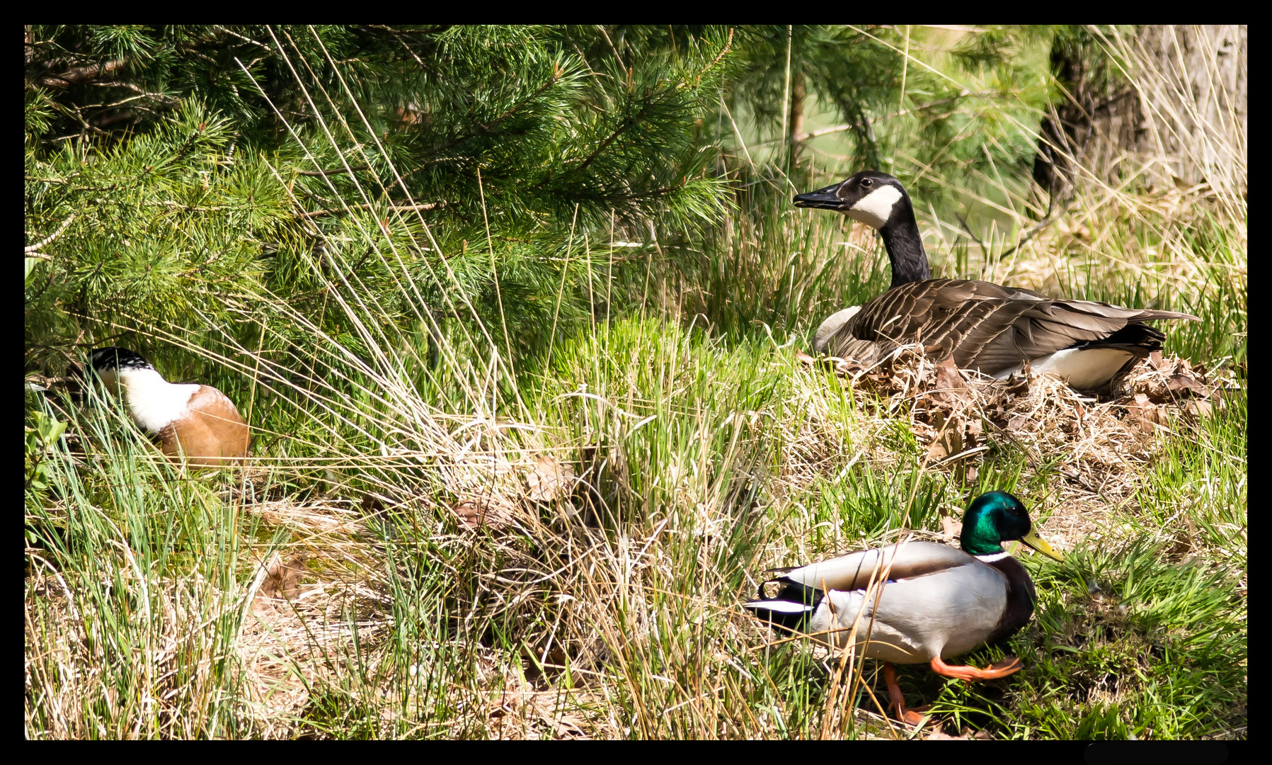 Drei grosse Enten .....