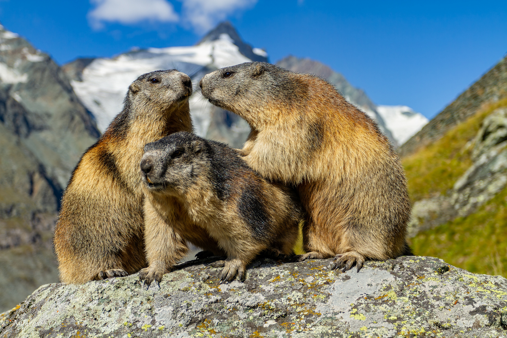 Drei gute Freunde vor dem Großglockner