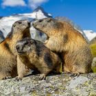 Drei gute Freunde vor dem Großglockner