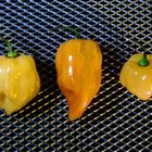 drei Habaneros