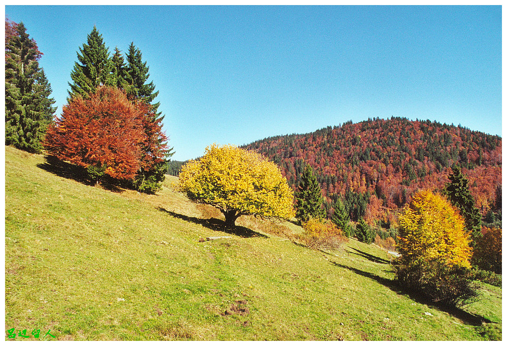 Drei Herbst Bäume