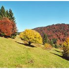 Drei Herbst Bäume