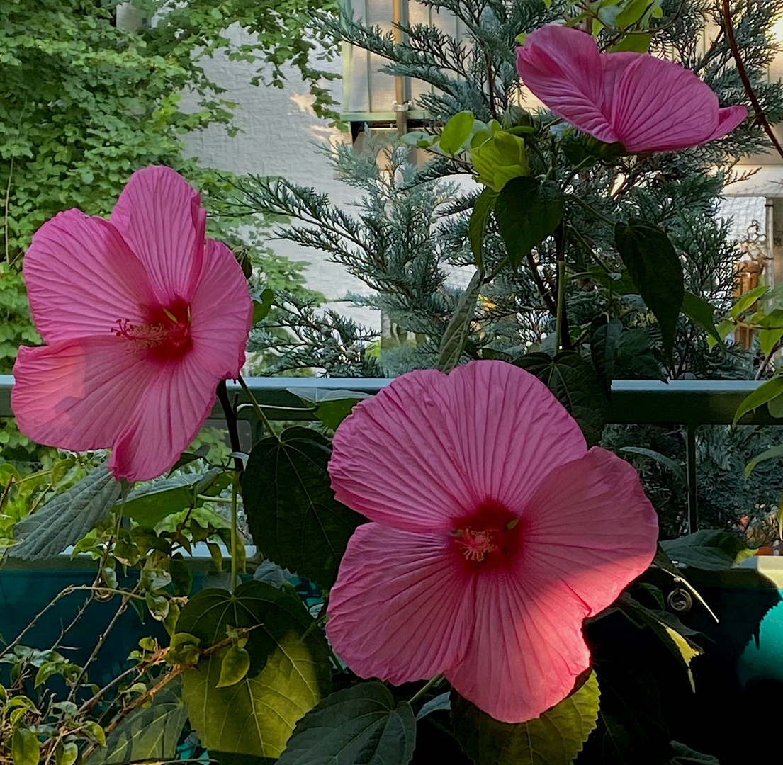 Drei Hibiskusblüten erfreuten im vergangenen Jahr,