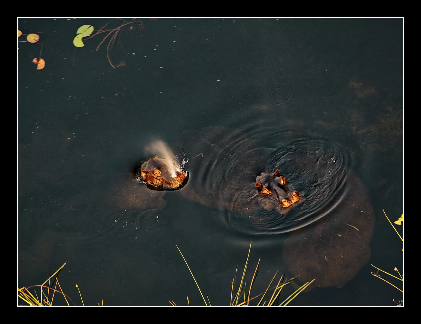 Drei Hippos im Pool