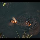 Drei Hippos im Pool