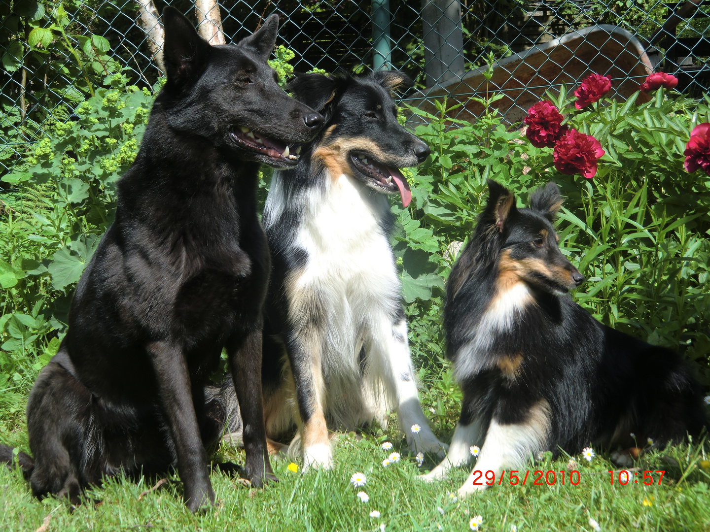 Drei Hütehunde im Garten