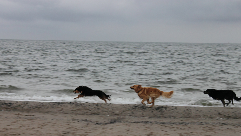 Drei Hunde am Strand von Travemünde