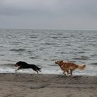 Drei Hunde am Strand von Travemünde