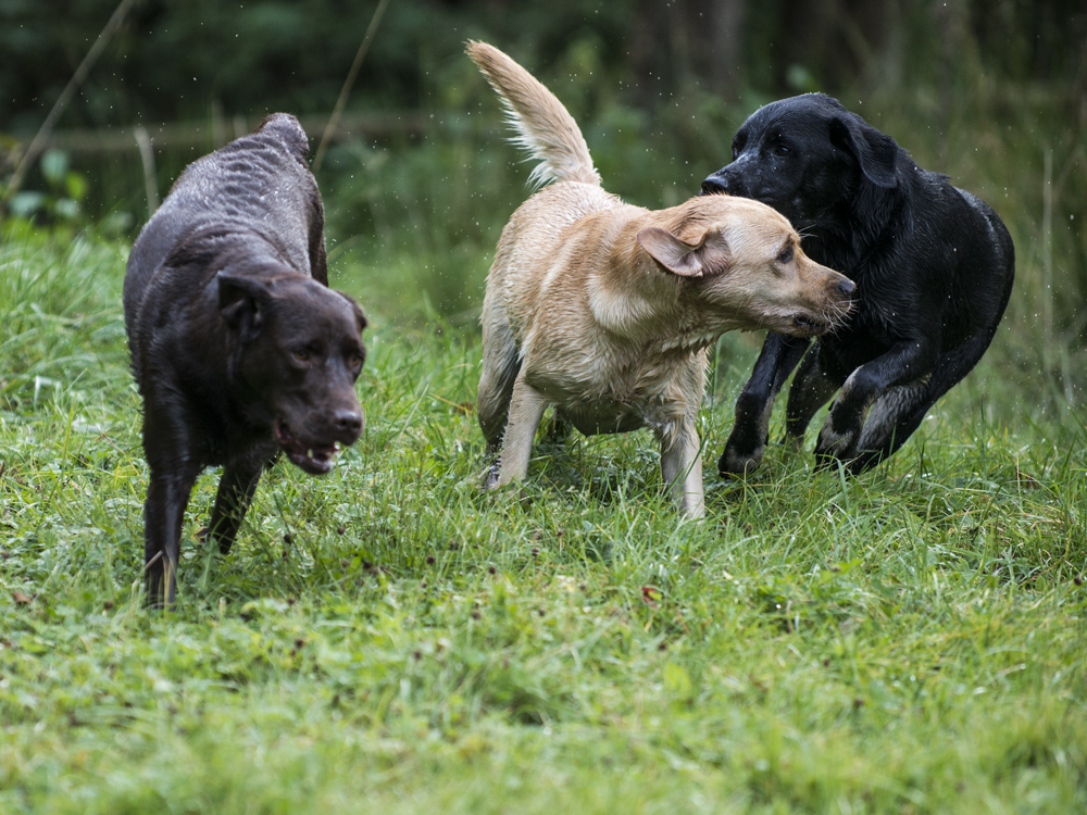 drei Hunde- drei Farben- eine Rasse