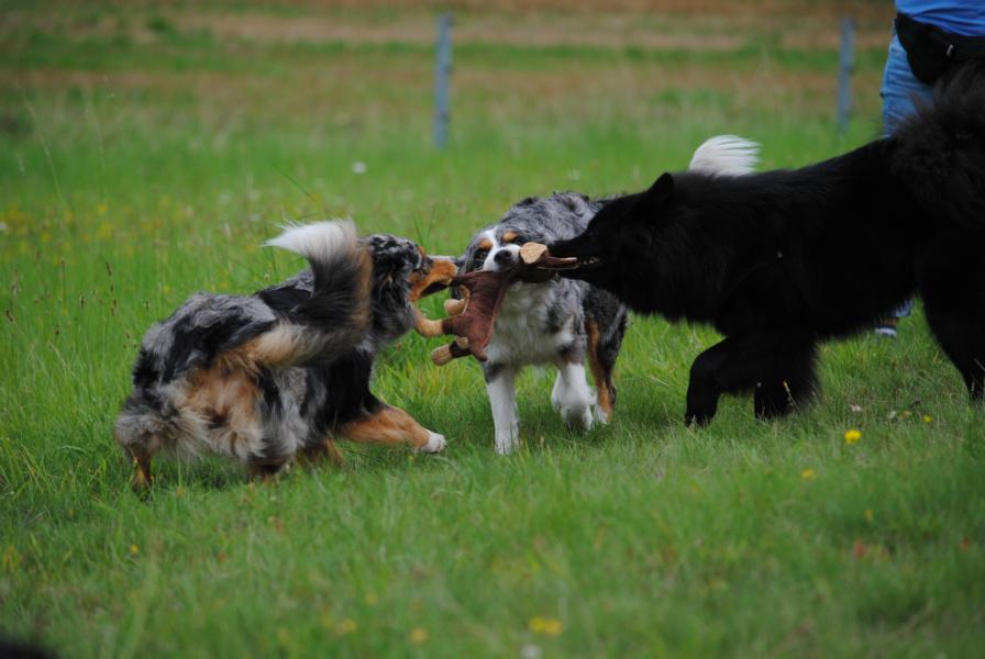 Drei Hunde - ein Spielzeug