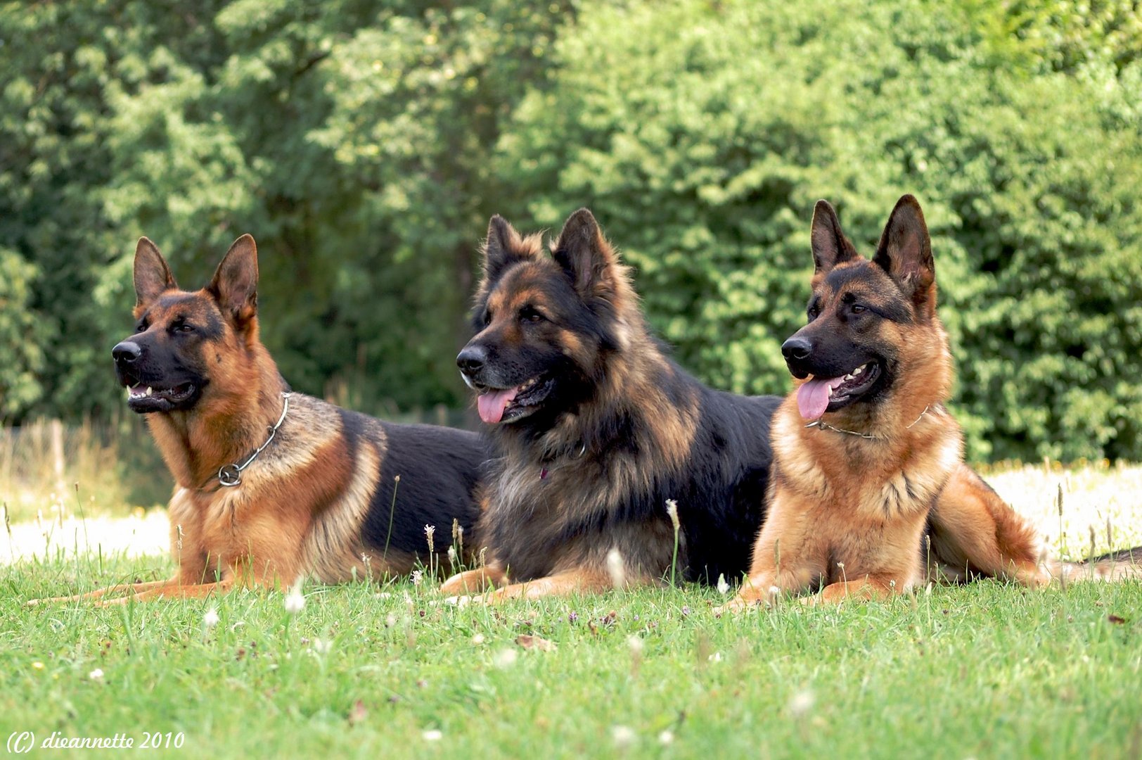 Drei Hunde für Enzo....