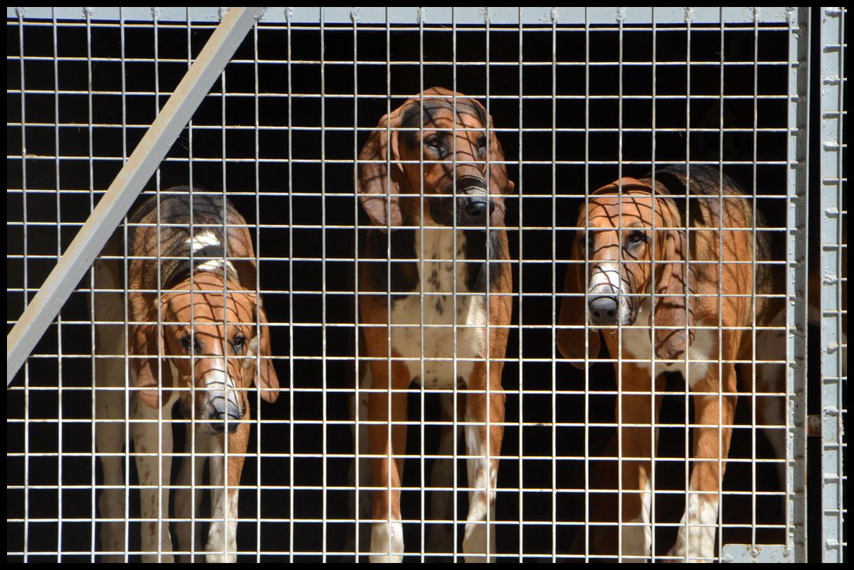 drei Hunde hinter Gitter