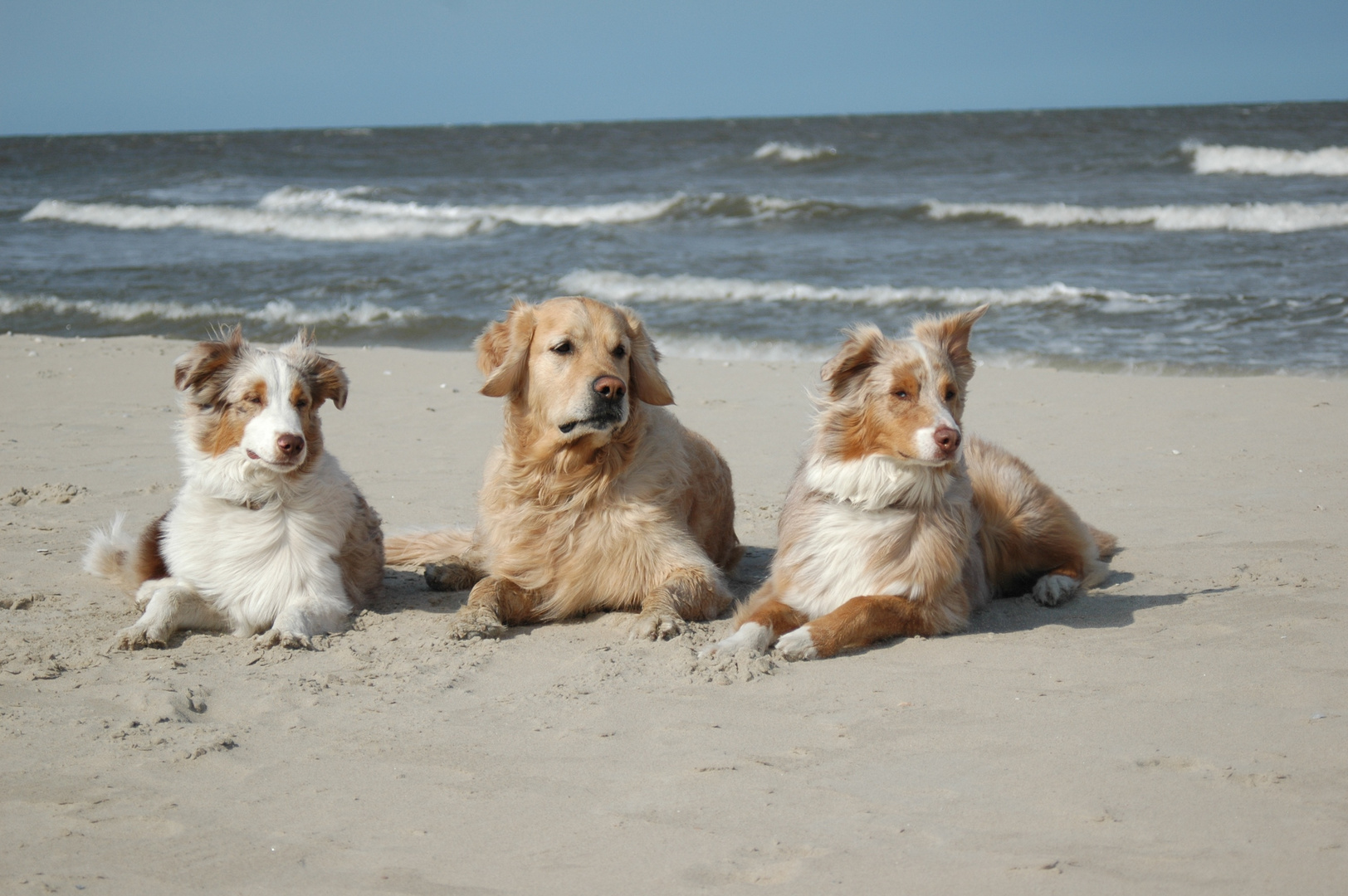 Drei Hundefreunde am Strand !