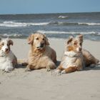 Drei Hundefreunde am Strand !