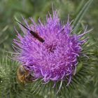 Drei hungrige Insekten auf einer blühenden Klette