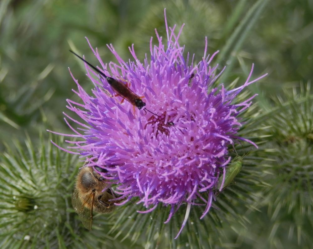 Drei hungrige Insekten auf einer blühenden Klette