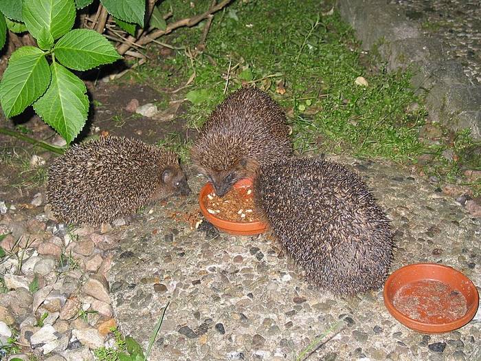 drei igel beim nachtmahl