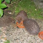 drei igel beim nachtmahl