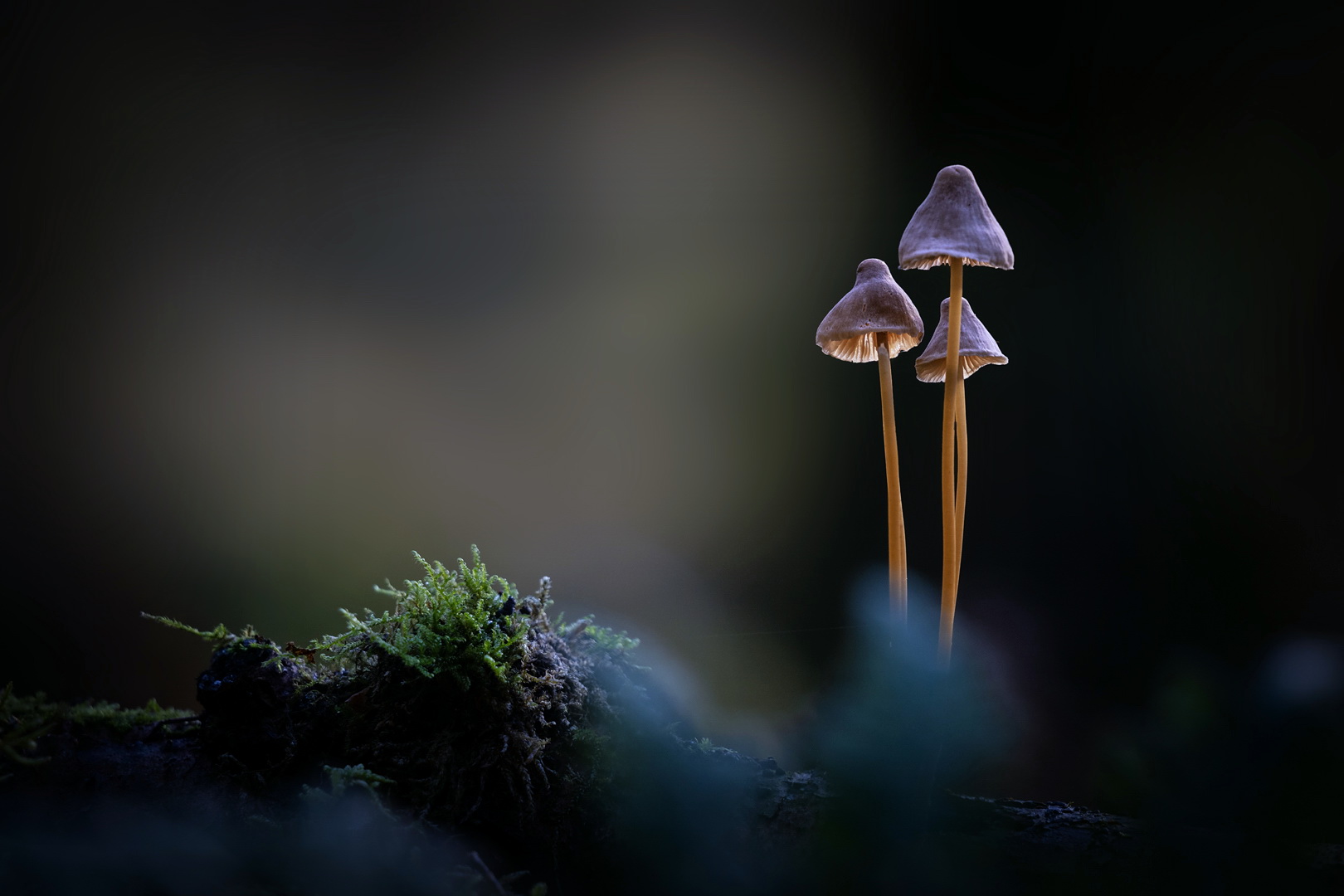 Drei im dunklen Wald