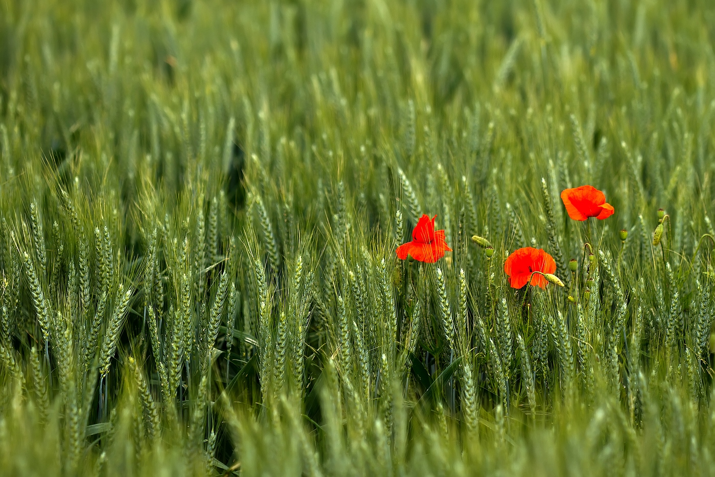 Drei im Feld