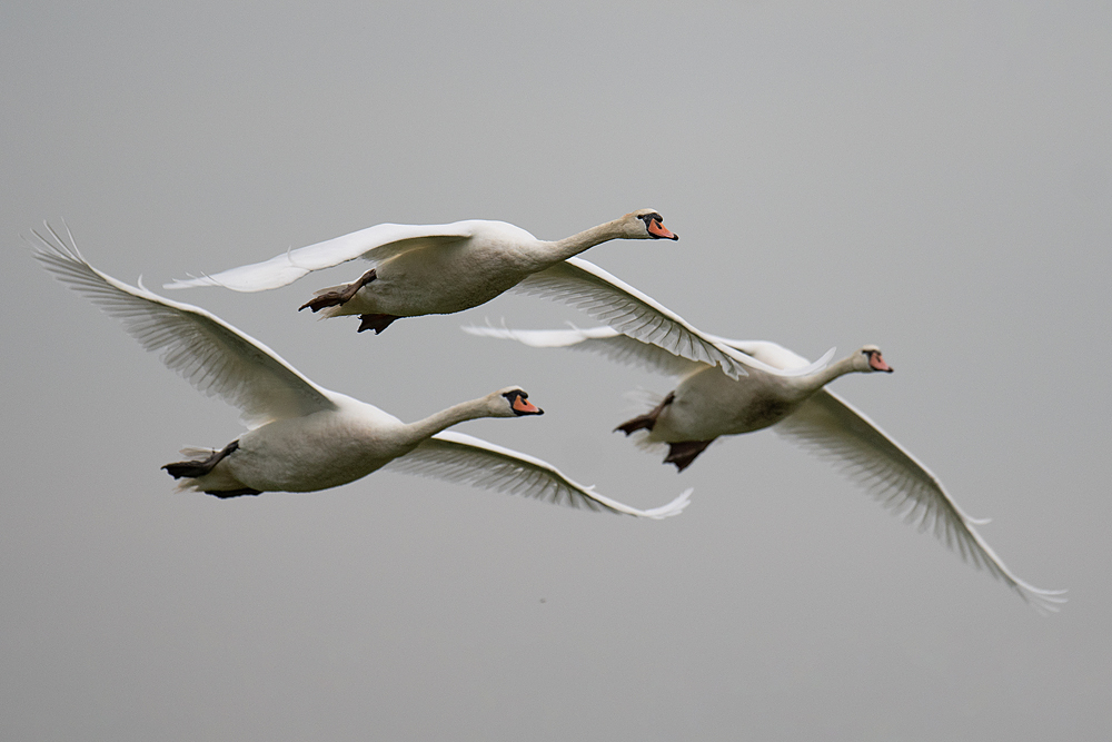 Drei im Formationsflug