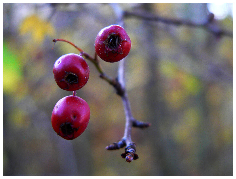 Drei im Herbst