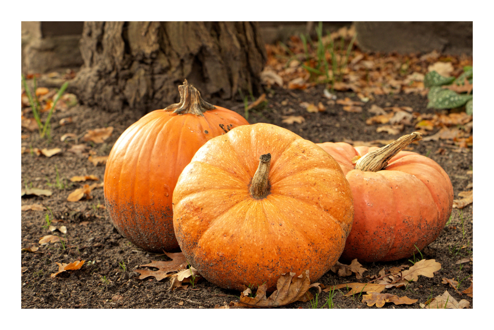 drei im Herbstlaub