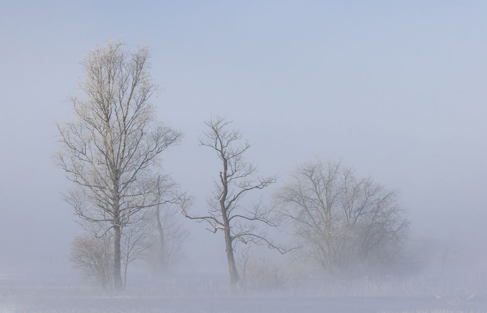 DREI im Nebel