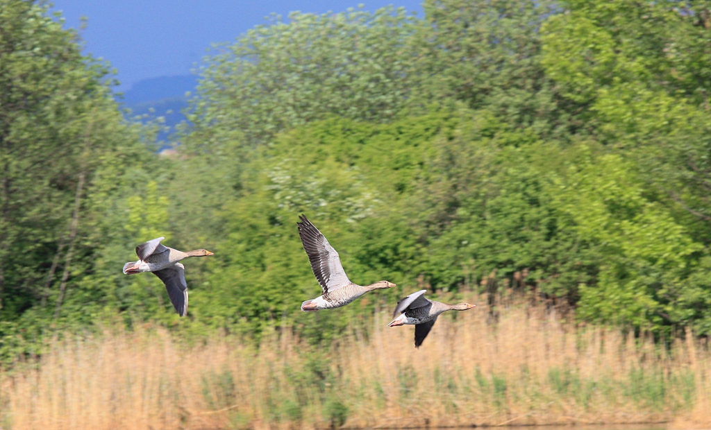 Drei im Synchronflug