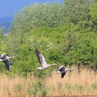 Drei im Synchronflug