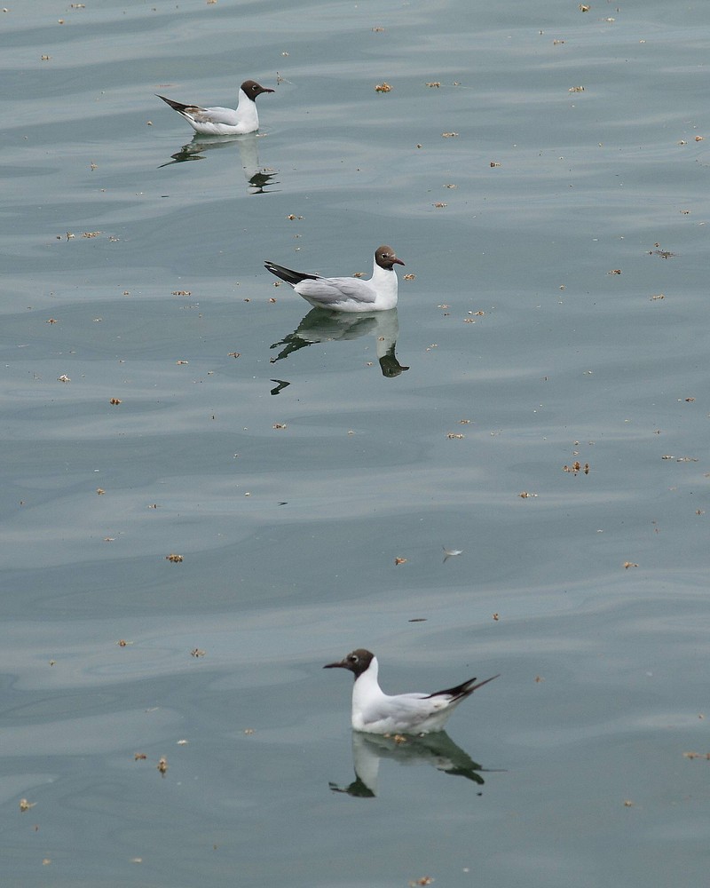 Drei im Wasser