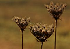 Drei in der Abendsonne