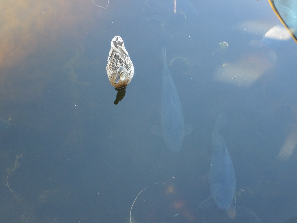 Drei in einer Reihe (alle im gleichen Abstand 1 Ente & 2 Fische)