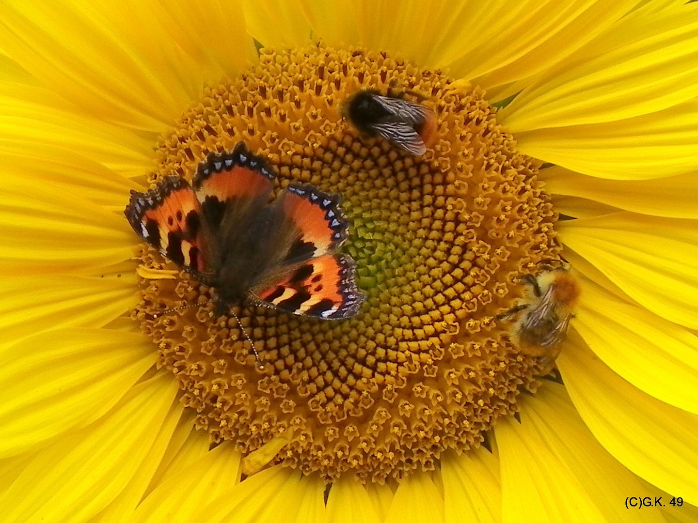 Drei Insekten sind auf der Sonnenblume gelandet !